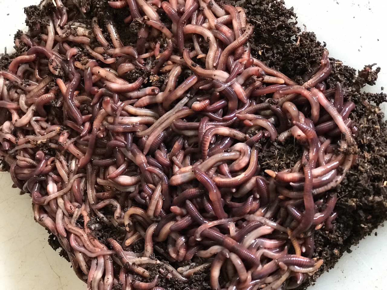 Red Wiggler Worm Colony – Mana Microbes Farms, 47% OFF